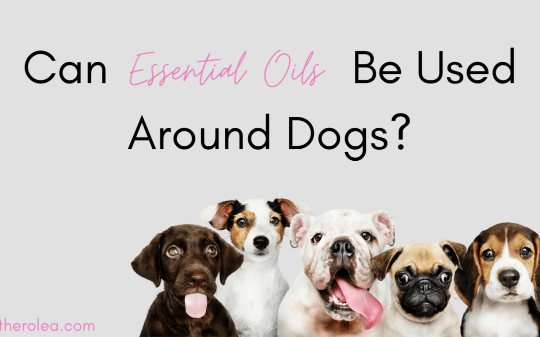 Can essential oils be used around dogs